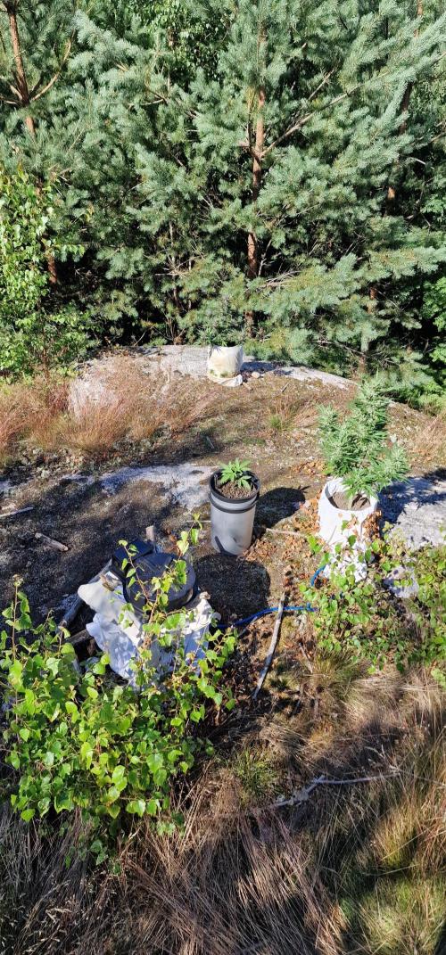 Hyperborean forest garden. Week 11