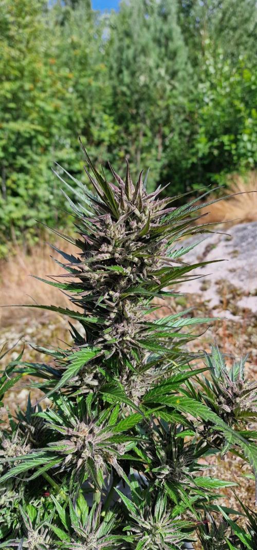 Hyperborean forest garden. Week 12