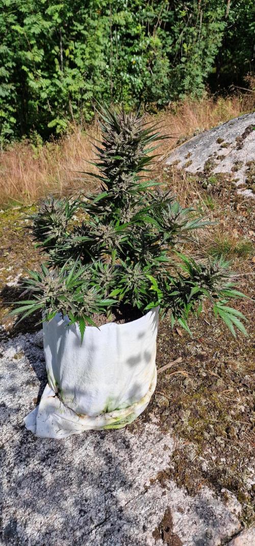 Hyperborean forest garden. Week 12