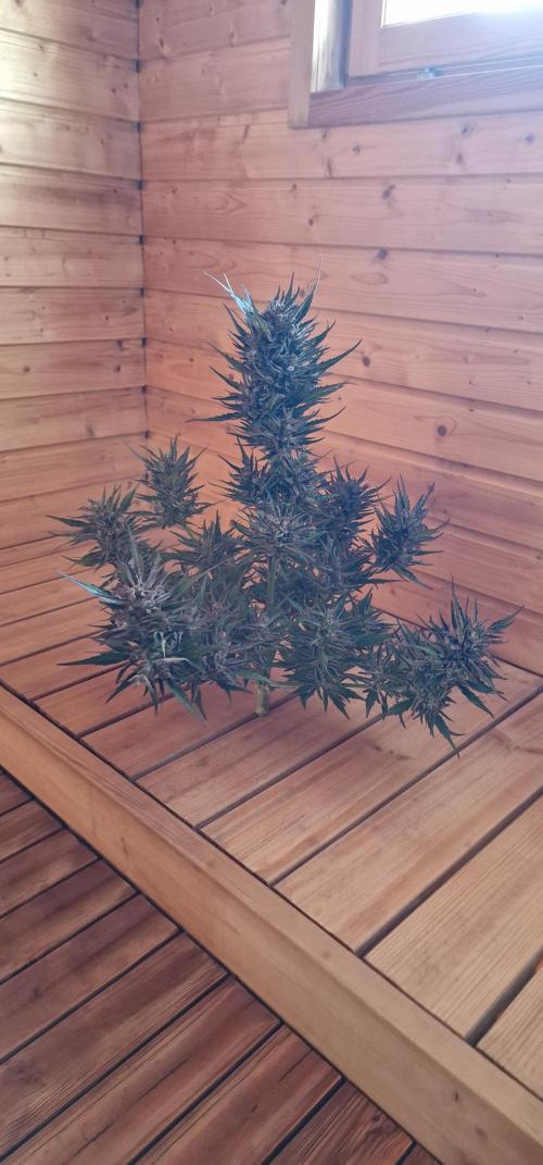 Hyperborean forest garden. Week 12