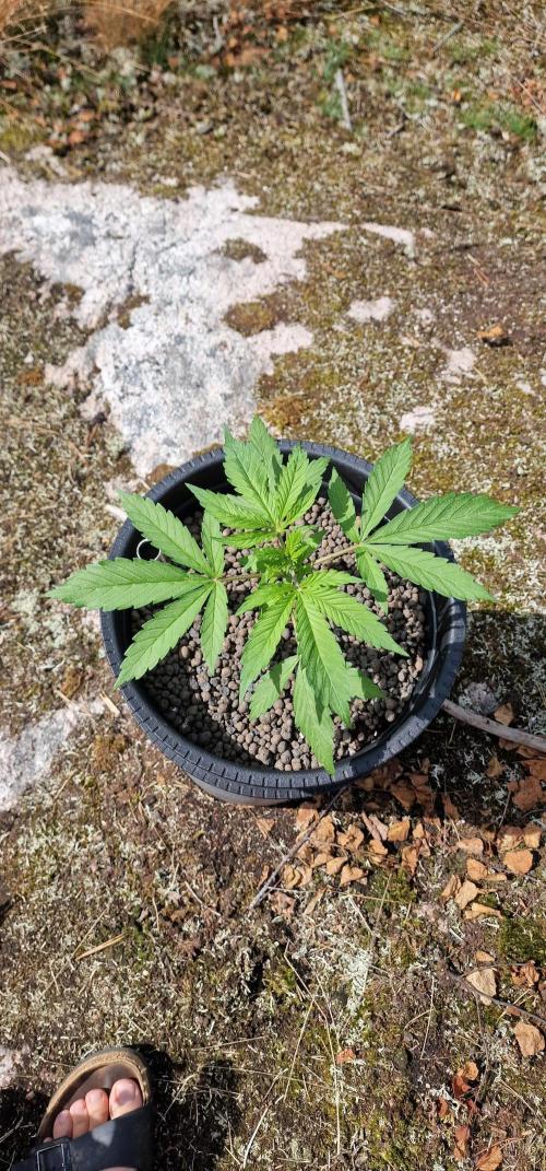 Fast Eddy Automatic CBD. Week 5
