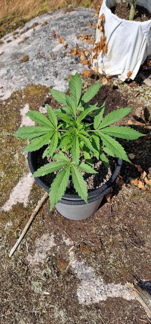 Lighting Speed Eddy. Week 5