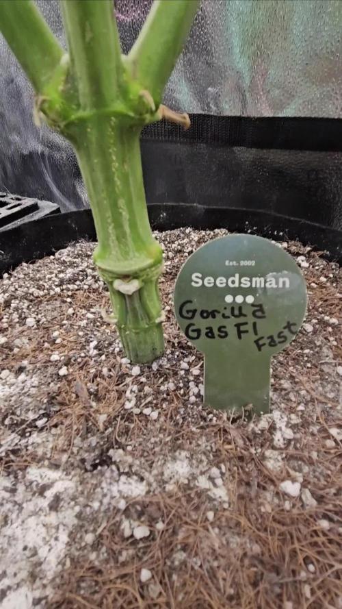 Gorilla Gas F1 Fast