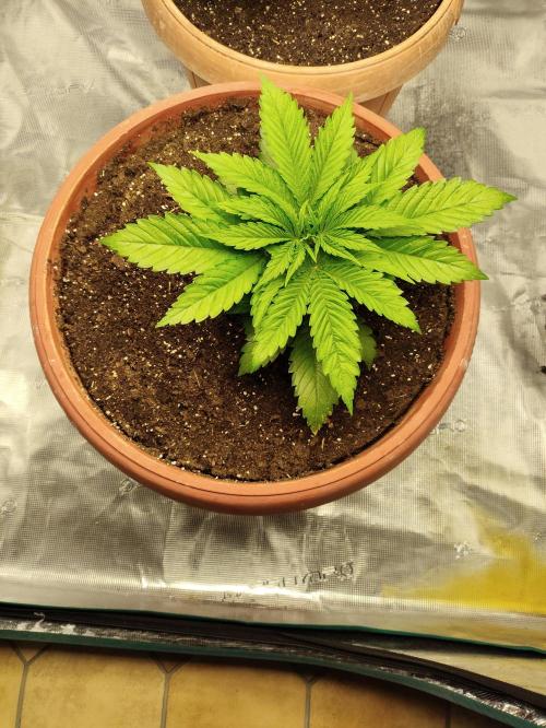 Georgia Pie Zamnesia !. Week 4