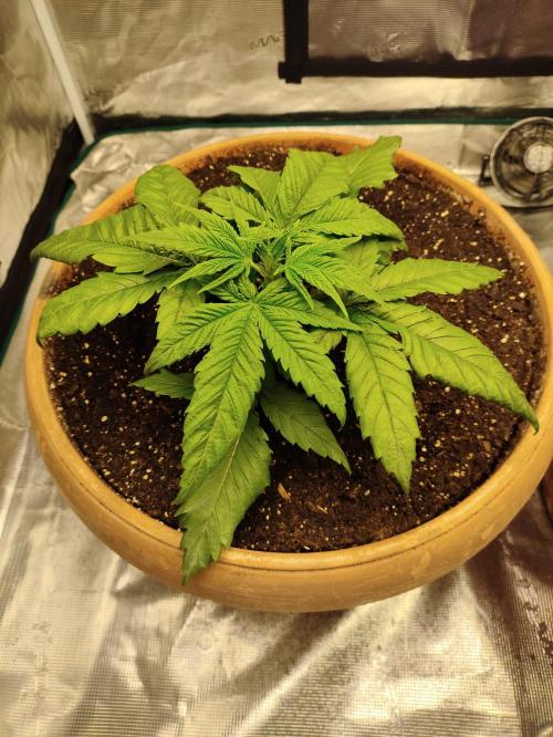 The popular El Patron !. Week 4