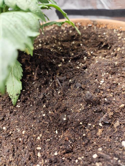 The popular El Patron !. Week 4