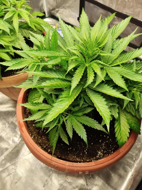 Georgia Pie Zamnesia !. Week 5