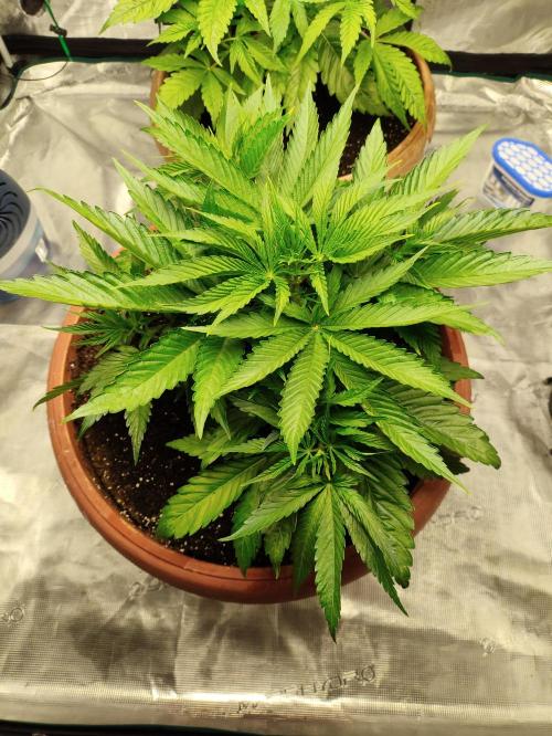 Georgia Pie Zamnesia !. Week 5