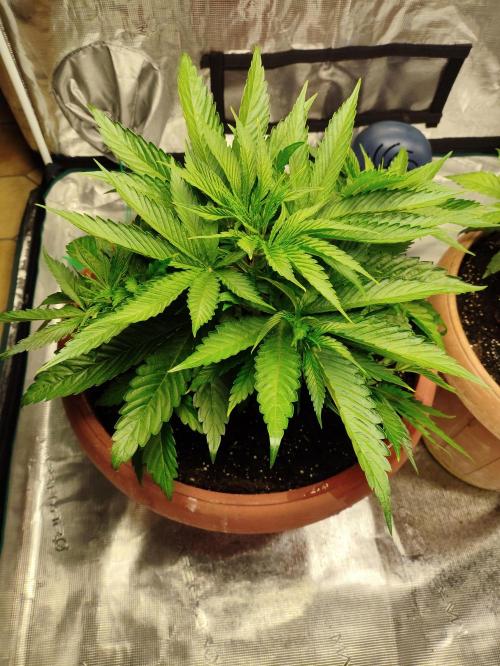 Georgia Pie Zamnesia !. Week 5