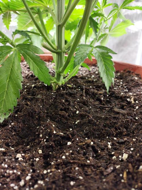 Georgia Pie Zamnesia !. Week 5