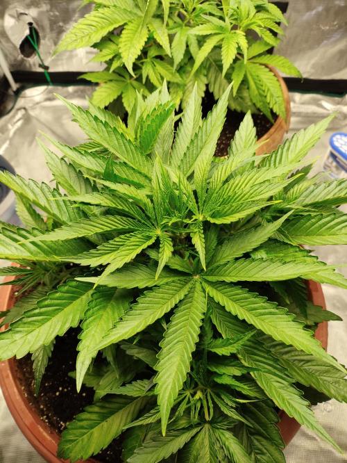 Georgia Pie Zamnesia !. Week 5