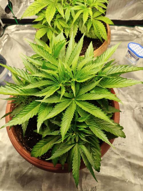 Georgia Pie Zamnesia !. Week 5