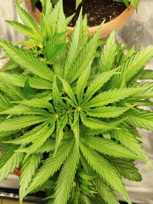 Georgia Pie Zamnesia !. Week 5