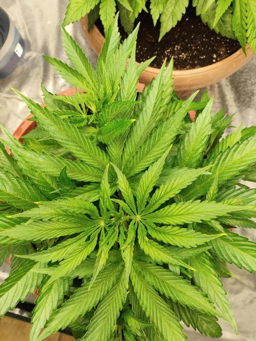 Georgia Pie Zamnesia !. Week 5