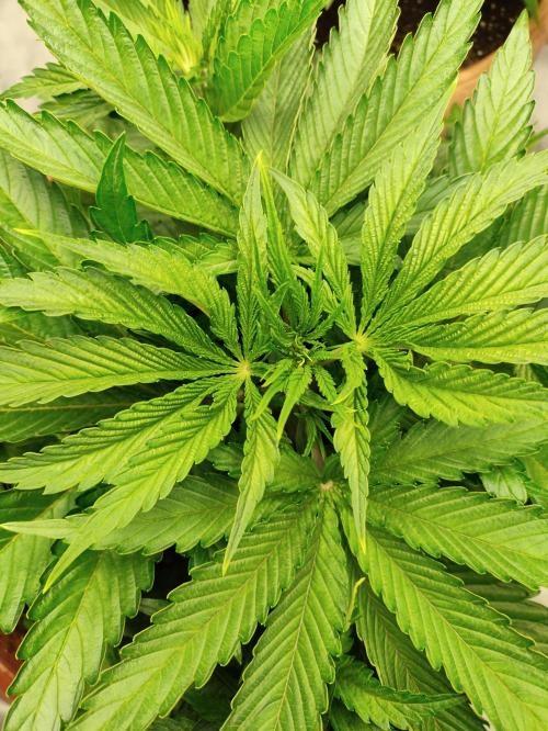 Georgia Pie Zamnesia !. Week 5