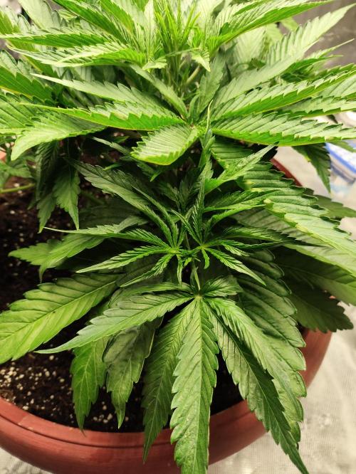 The popular El Patron !. Week 5