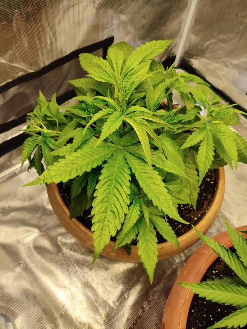 The popular El Patron !. Week 5