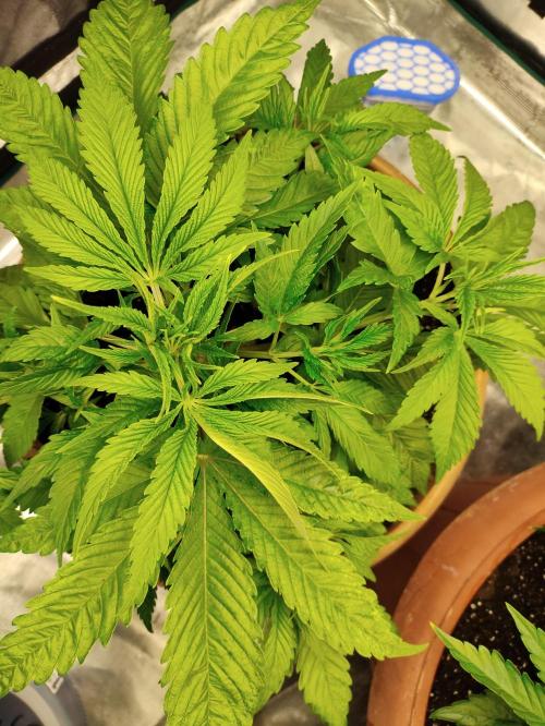 The popular El Patron !. Week 5