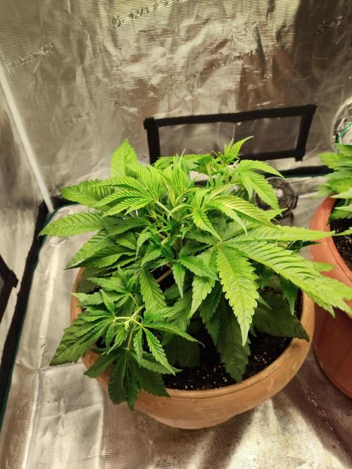 The popular El Patron !. Week 5