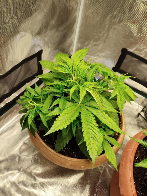 The popular El Patron !. Week 5