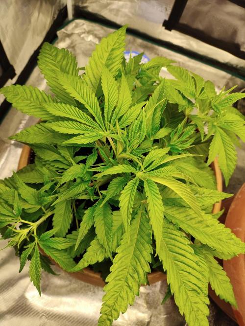 The popular El Patron !. Week 5