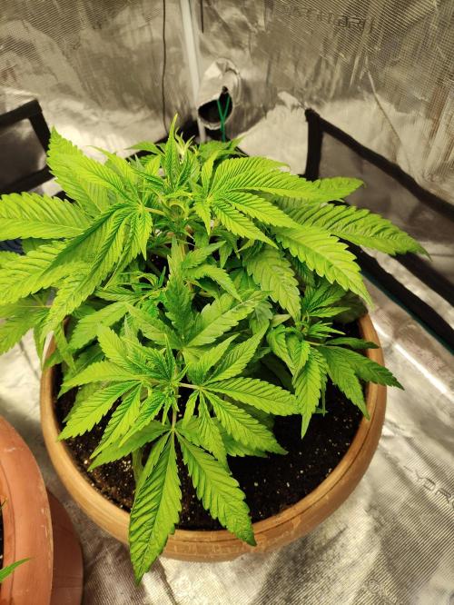 The popular El Patron !. Week 5