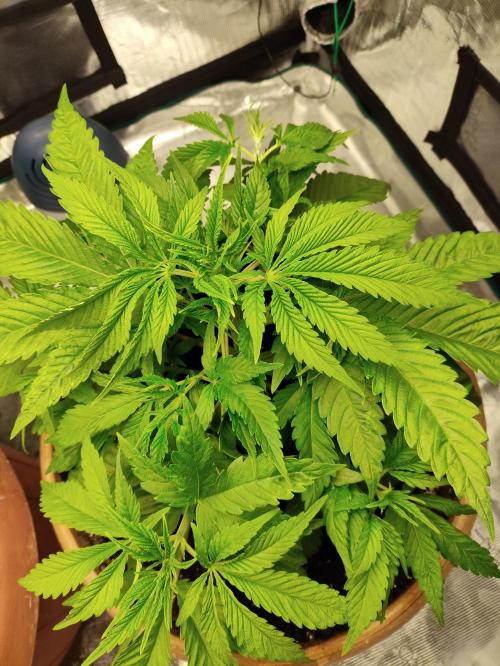 The popular El Patron !. Week 5