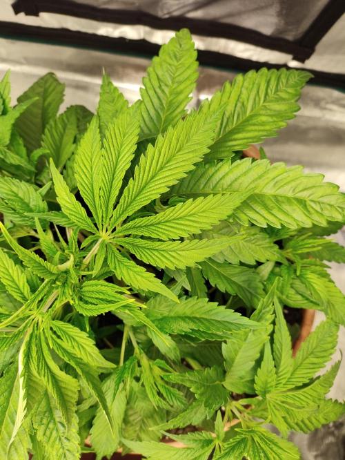 The popular El Patron !. Week 5