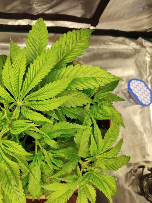 The popular El Patron !. Week 5