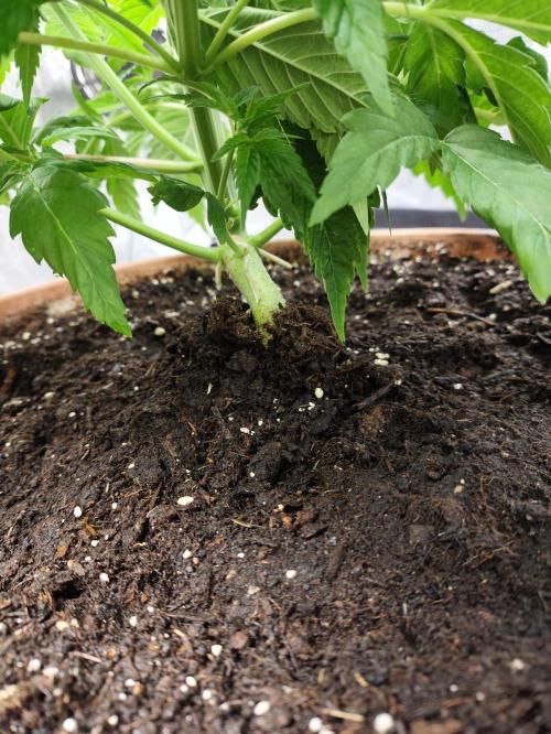 The popular El Patron !. Week 5