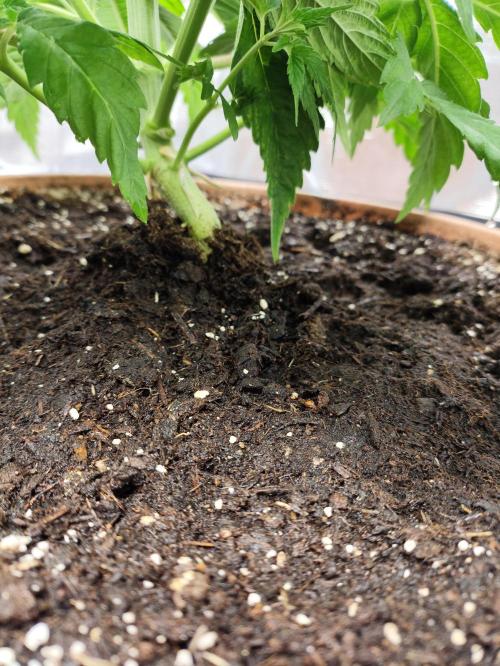 The popular El Patron !. Week 5