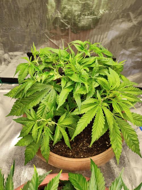 Georgia Pie Zamnesia !. Week 5