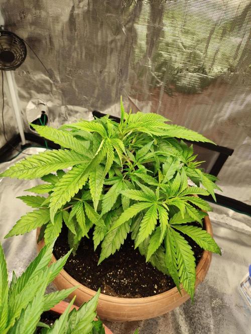 The popular El Patron !. Week 5