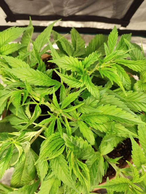 The popular El Patron !. Week 5