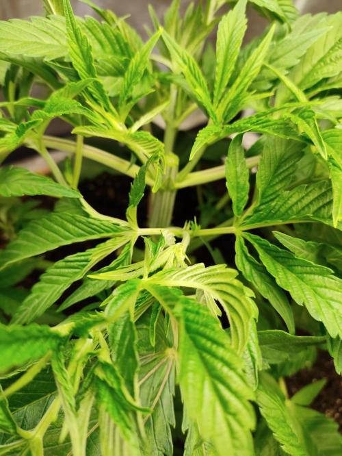 Georgia Pie Zamnesia !. Week 5