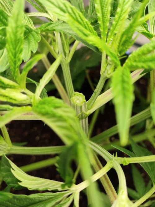 The popular El Patron !. Week 5