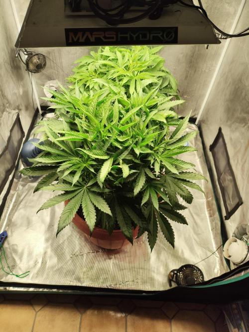 Georgia Pie Zamnesia !. Week 6