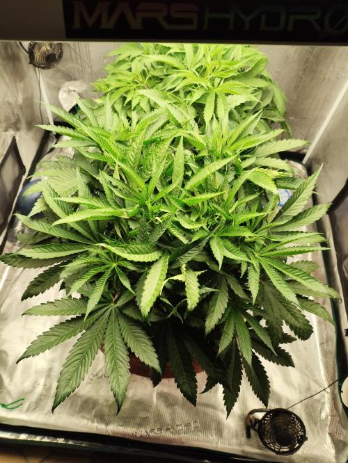 Georgia Pie Zamnesia !. Week 6