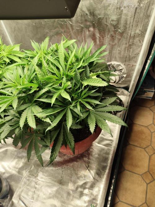 Georgia Pie Zamnesia !. Week 6