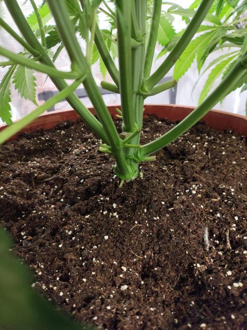 Georgia Pie Zamnesia !. Week 6