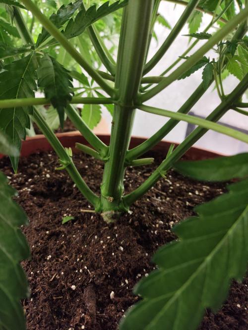 Georgia Pie Zamnesia !. Week 6