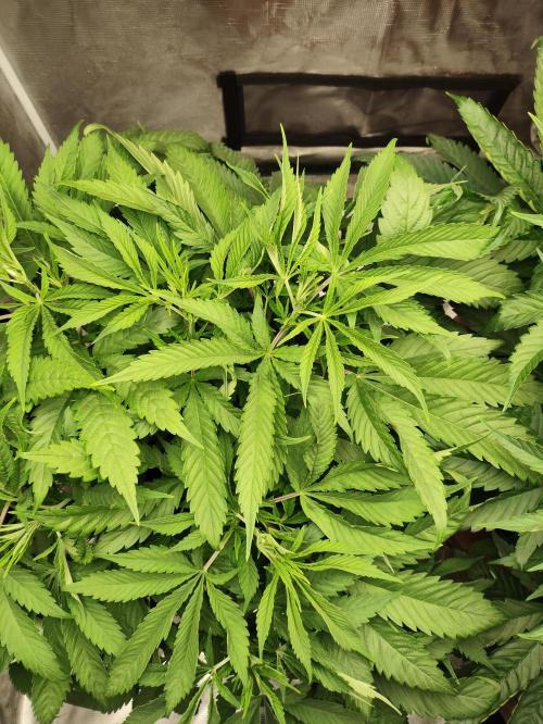 Georgia Pie Zamnesia !. Week 6