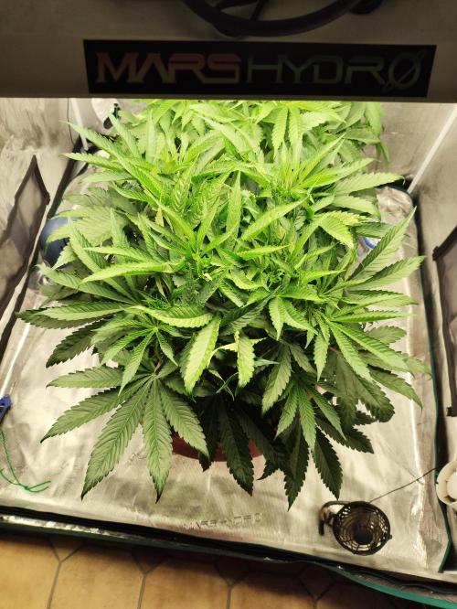 Georgia Pie Zamnesia !. Week 6