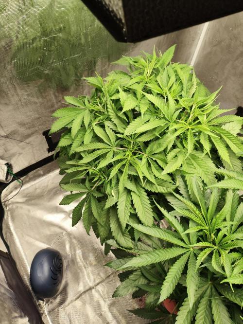 The popular El Patron !. Week 6