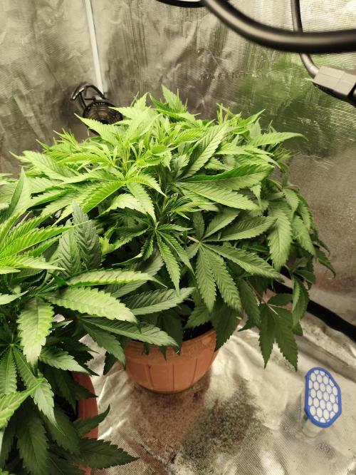 The popular El Patron !. Week 6