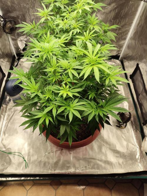 Georgia Pie Zamnesia !. Week 7