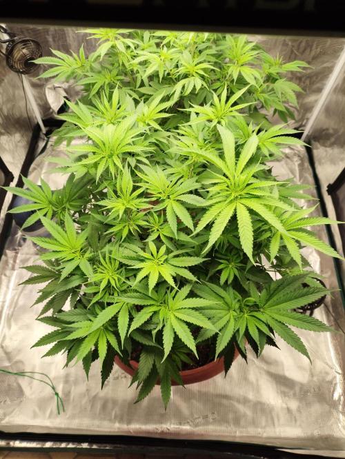 Georgia Pie Zamnesia !. Week 7