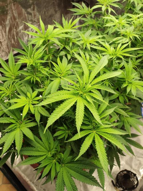 Georgia Pie Zamnesia !. Week 7