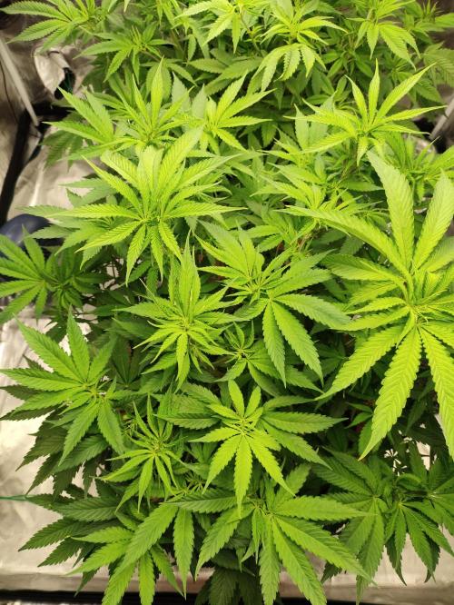 Georgia Pie Zamnesia !. Week 7