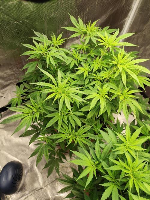 The popular El Patron !. Week 7